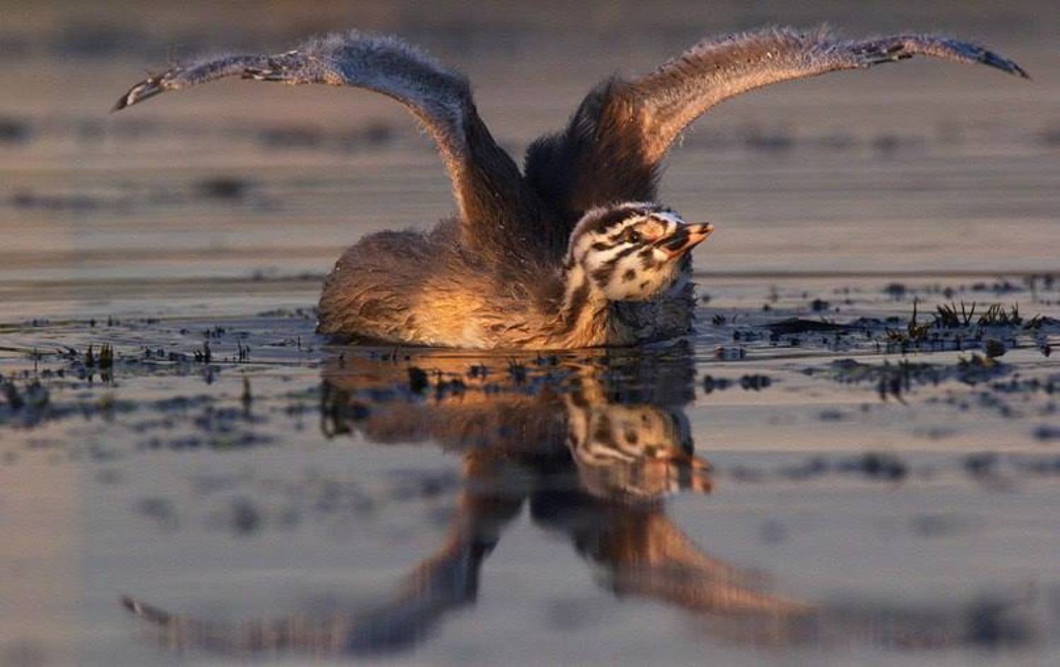 птицы чомга, Каранов Николай