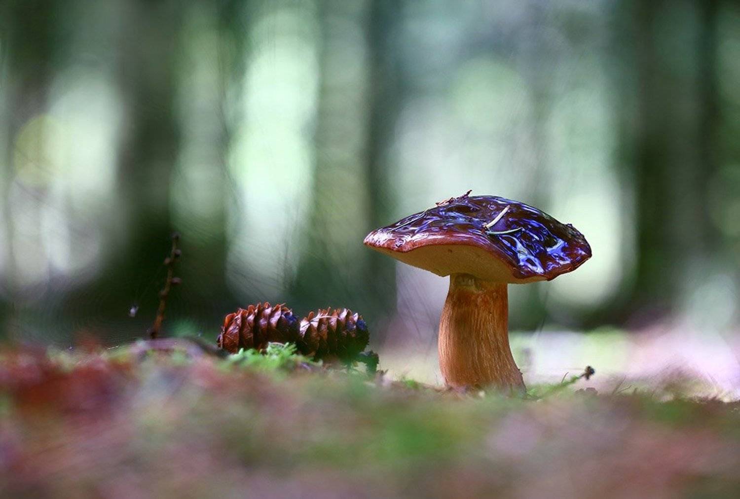 Гриб, коричневый, одиночный, толстый, ноги, молодой, растение, макрос, трава, мох, почва, зеленый, желтый, листья, ветви, осень, лес,  природа,иглы,, Виктор Шнайдер