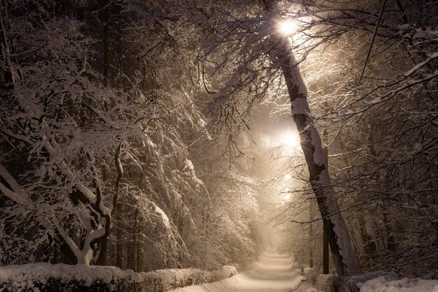 москва, снег, парк, фонари, ночь, аллея, Андрей Чиж