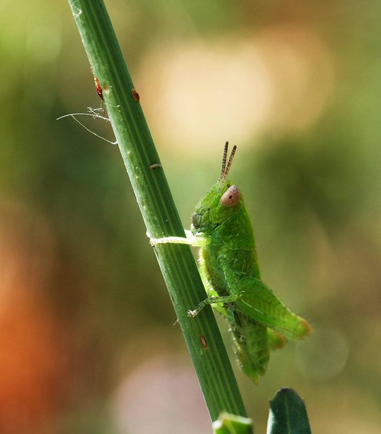 , Красимир Георгиев