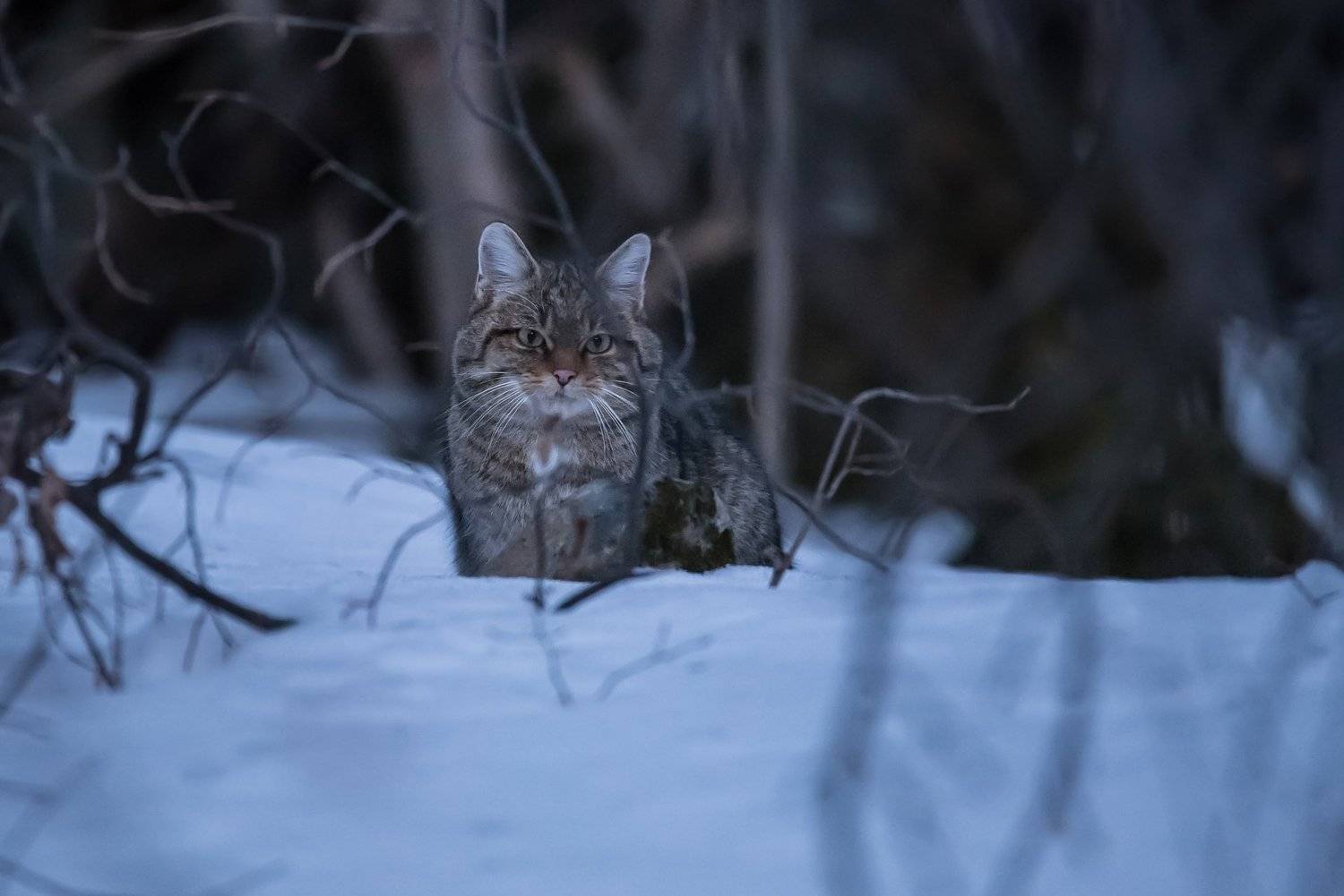 , Мартин Попов
