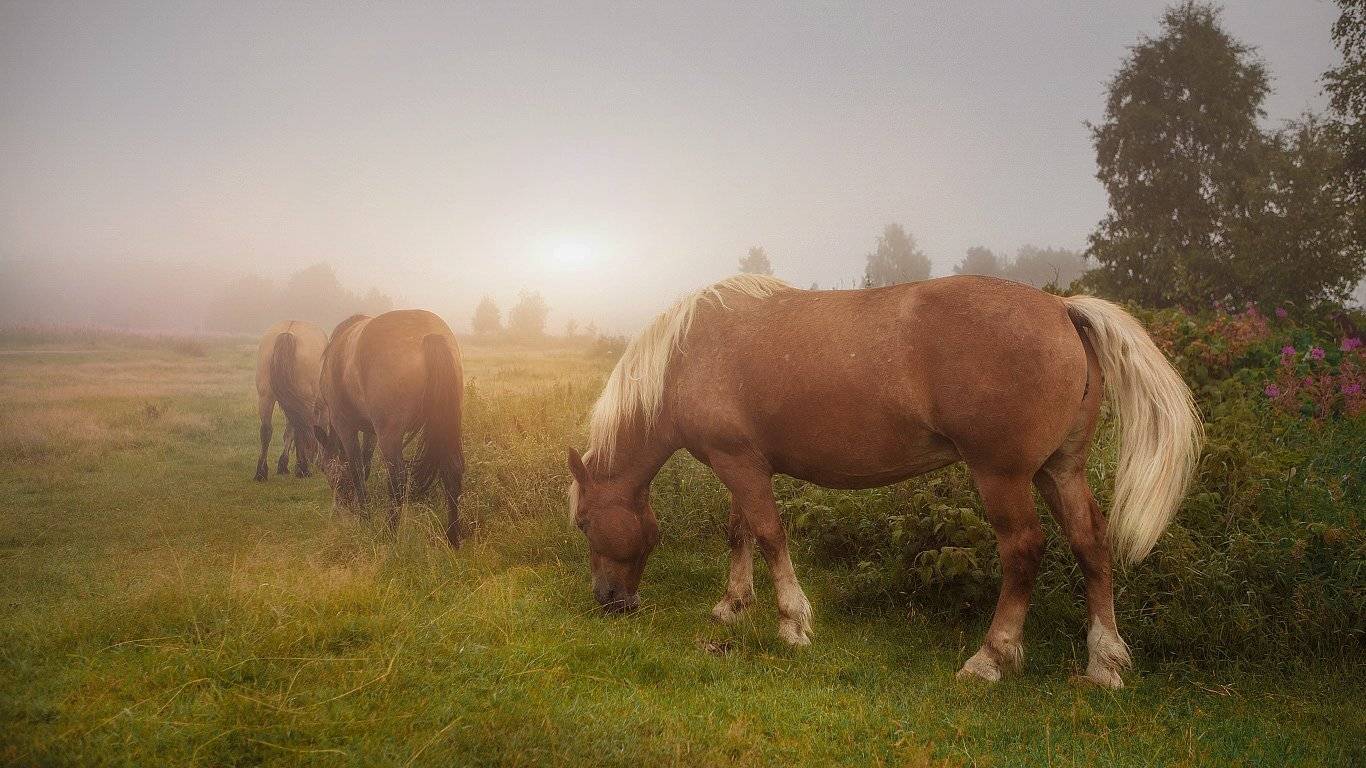 север,природа,лес,деревня,зима,краски,печора,коми,красота́ ,снег,north,nature,forest,winter,paint,pechora,komi republic,beauty ,snow, Игорь Триер