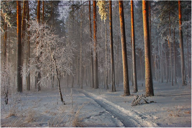 В сосновом бору... фото превью