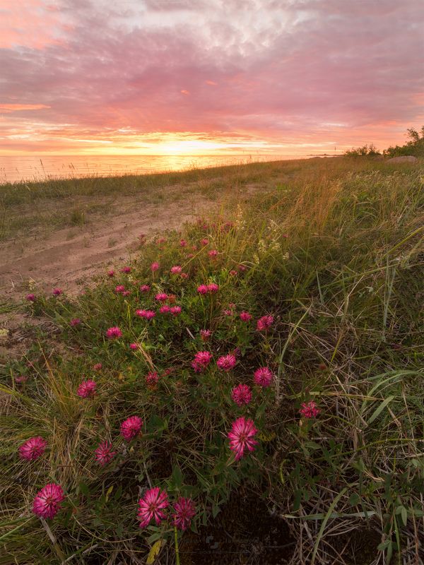 Красный клевер и огненный закат Чудского озера фото превью