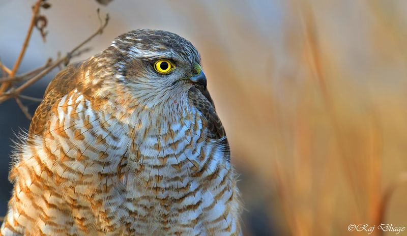 nikon 1/640s, f/5.6, ISO 1,000, -0.7Ev Mode: M, Meter: Spot, No Flash, Auto WB Focal: 850mm, NIKON D850, 600.mm f/4 фото превью