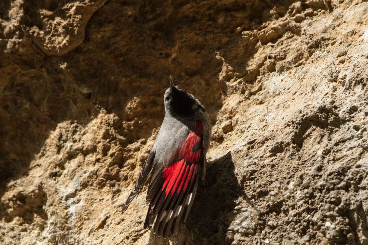 , Борис Белчев