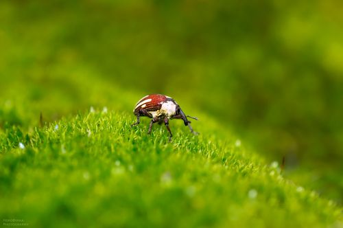 Крохотный водопой