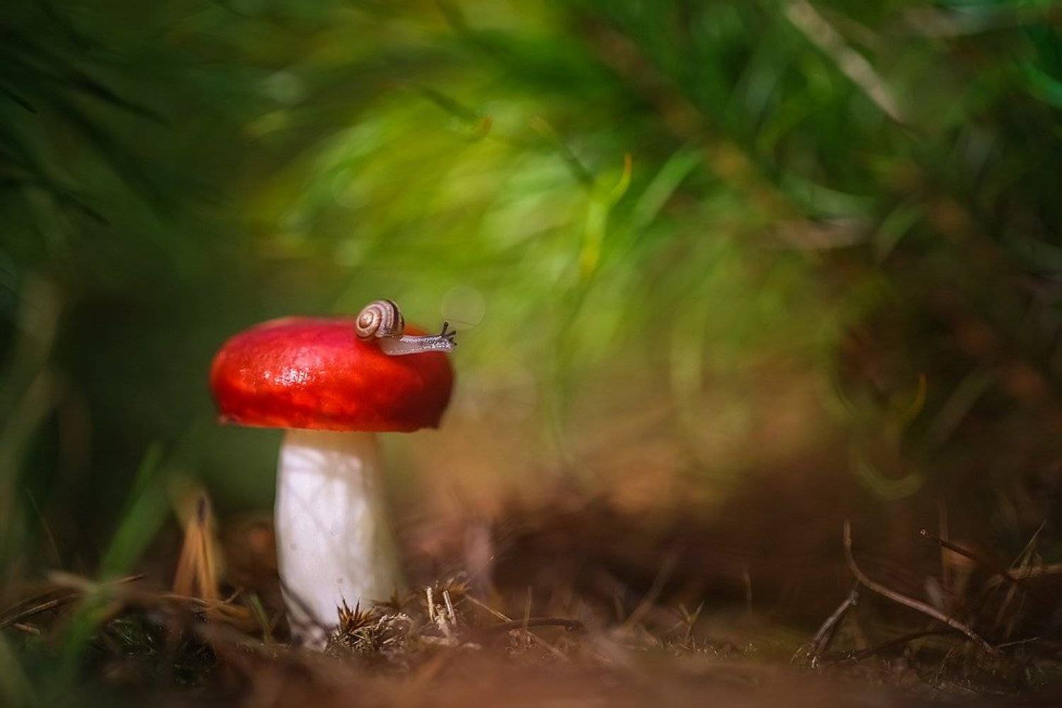 , Вячеслав Мищенко