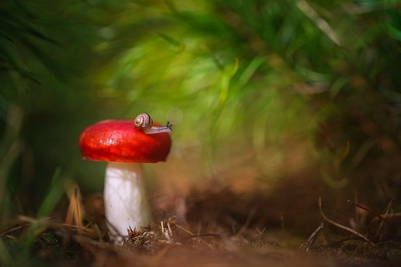 Лесные истории фото превью