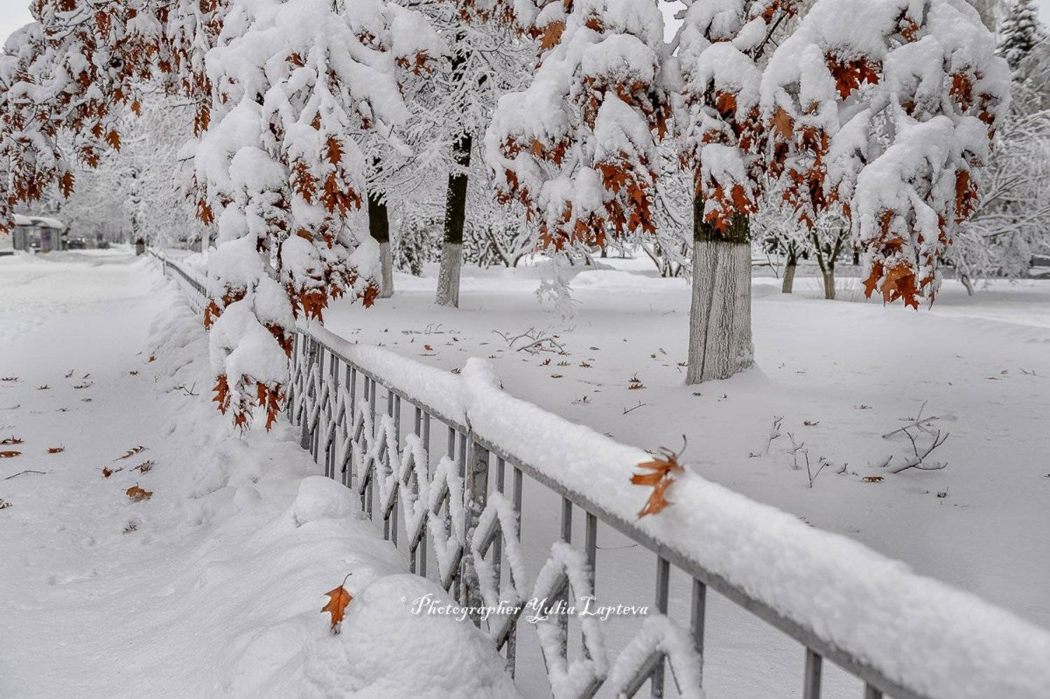 зима,февраль,листья,природа,город,россия,снег, Юлия Лаптева