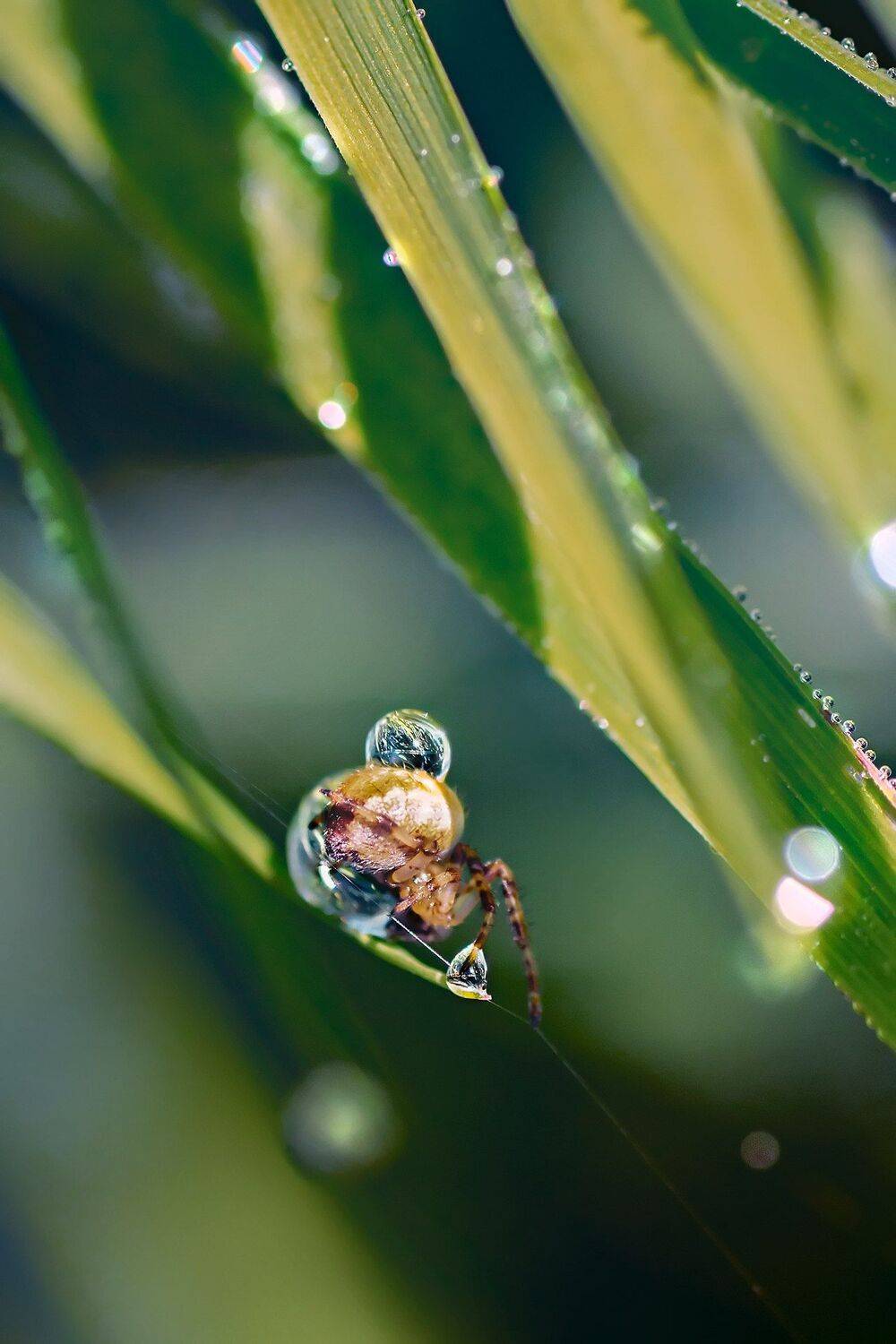 жук,пчела,шмель,цвет,краски,лист,крылья, Юрий Котов
