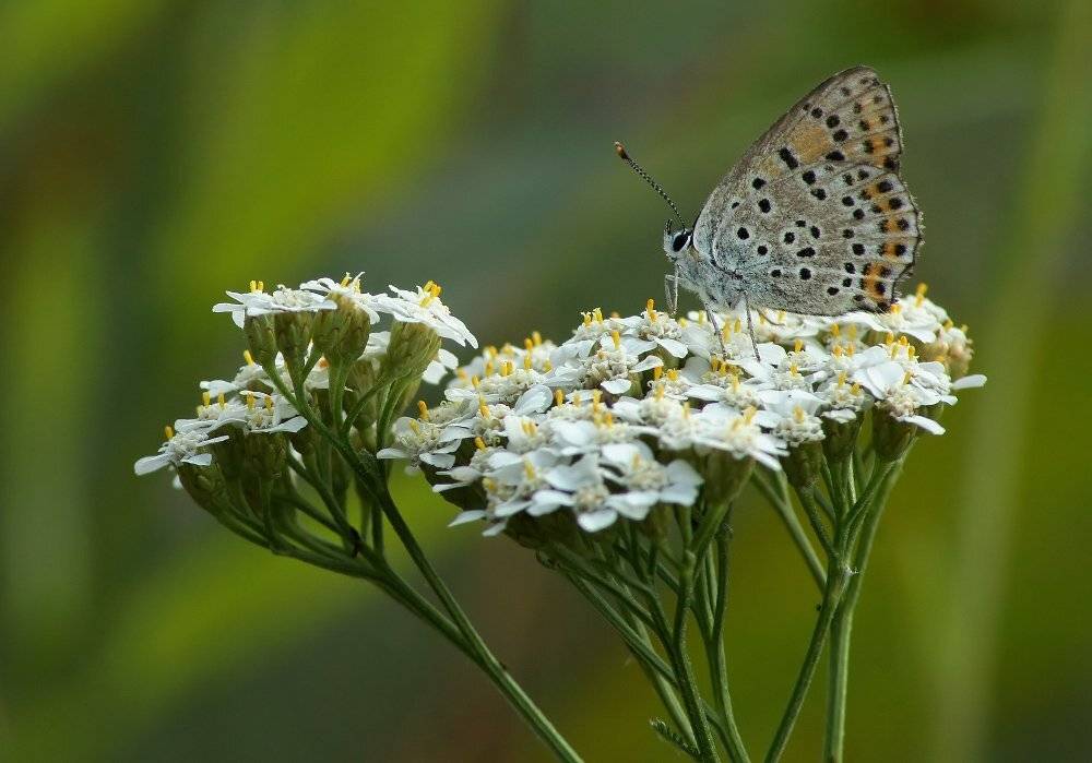 Бабочка, Чепленко Алексей