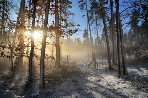 Winter light