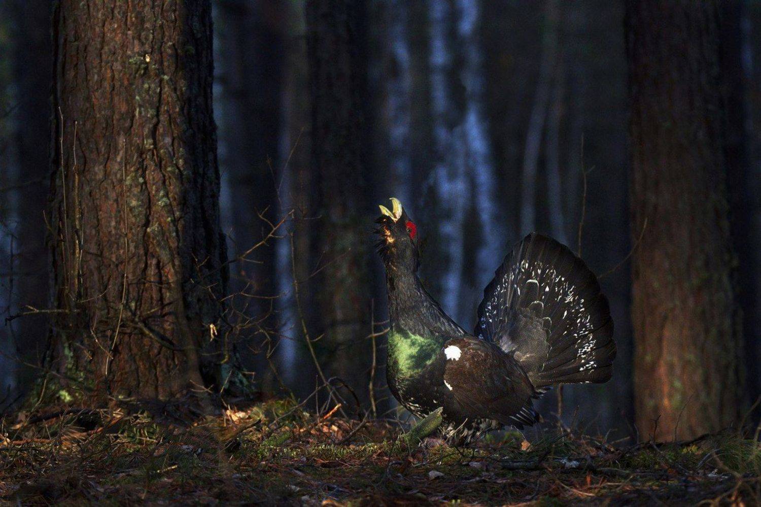 , Каранов Николай