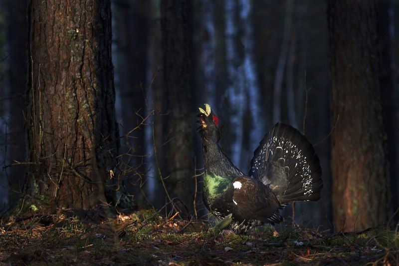 На глухарином току фото превью