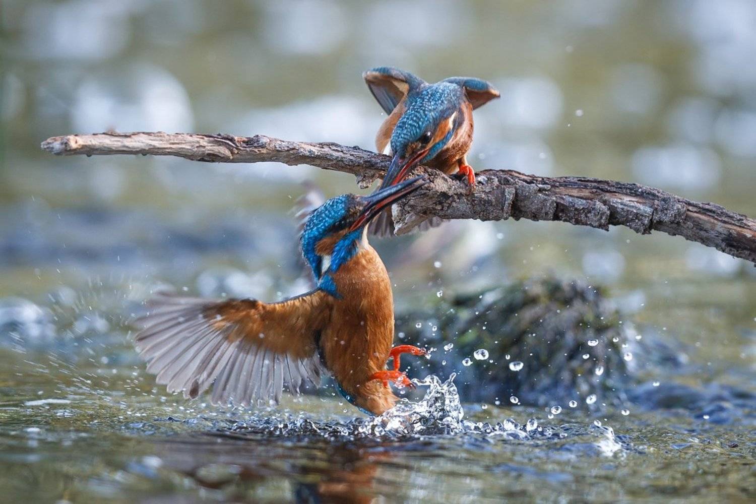 , Marcin Kaczmarkiewicz