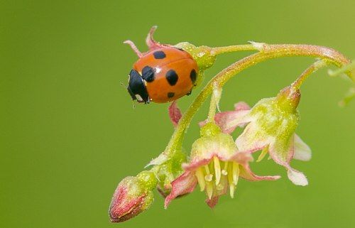 Насекомыши