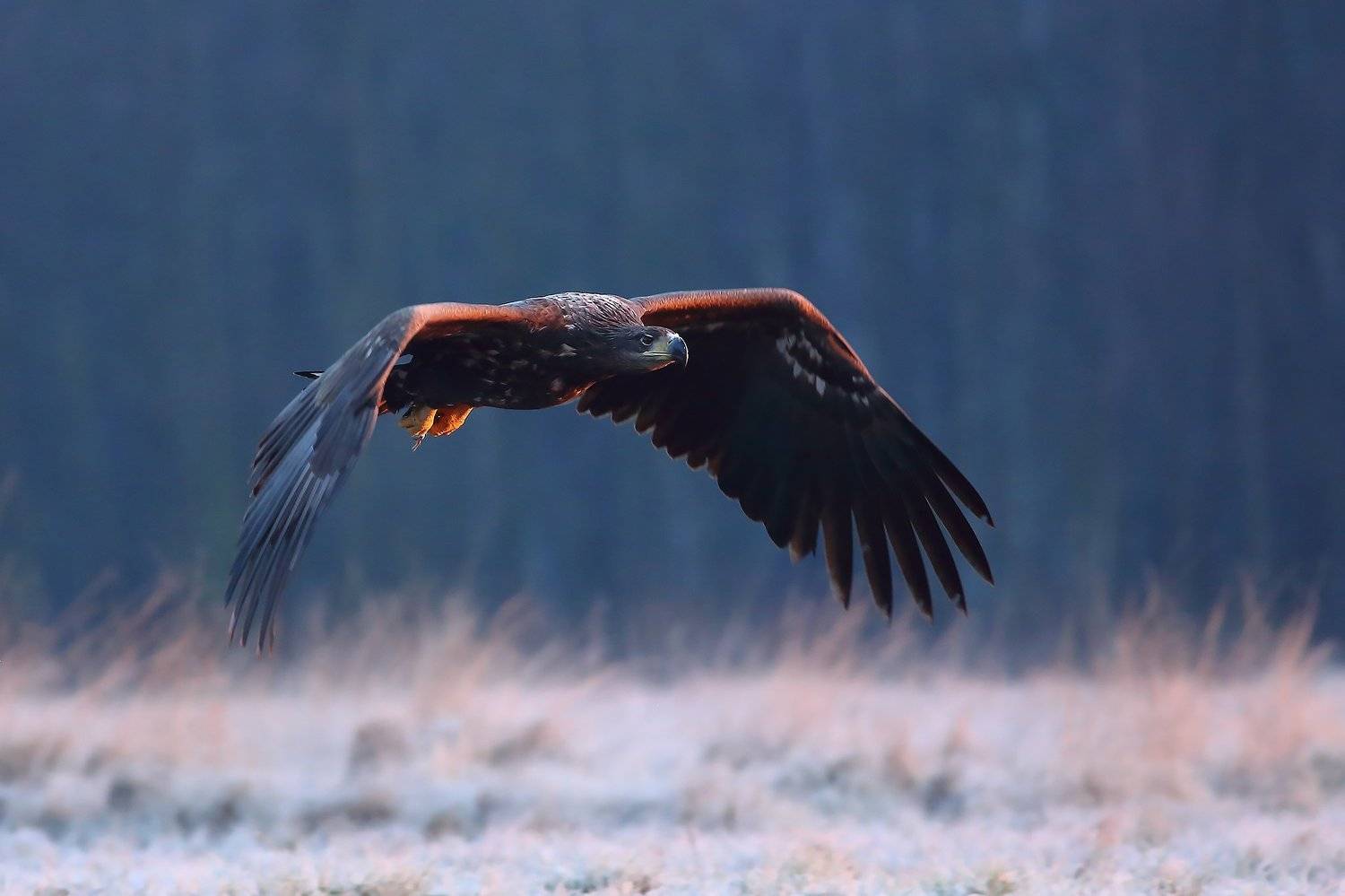 , Łukasz Sok&oacute;ł