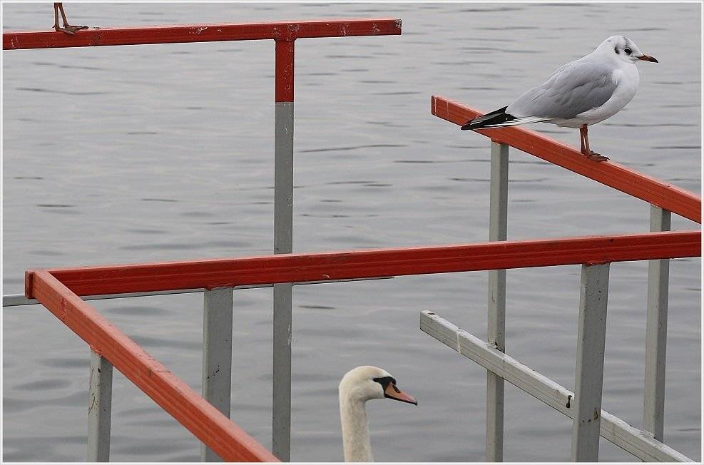 , Krzysztof Trojanowski