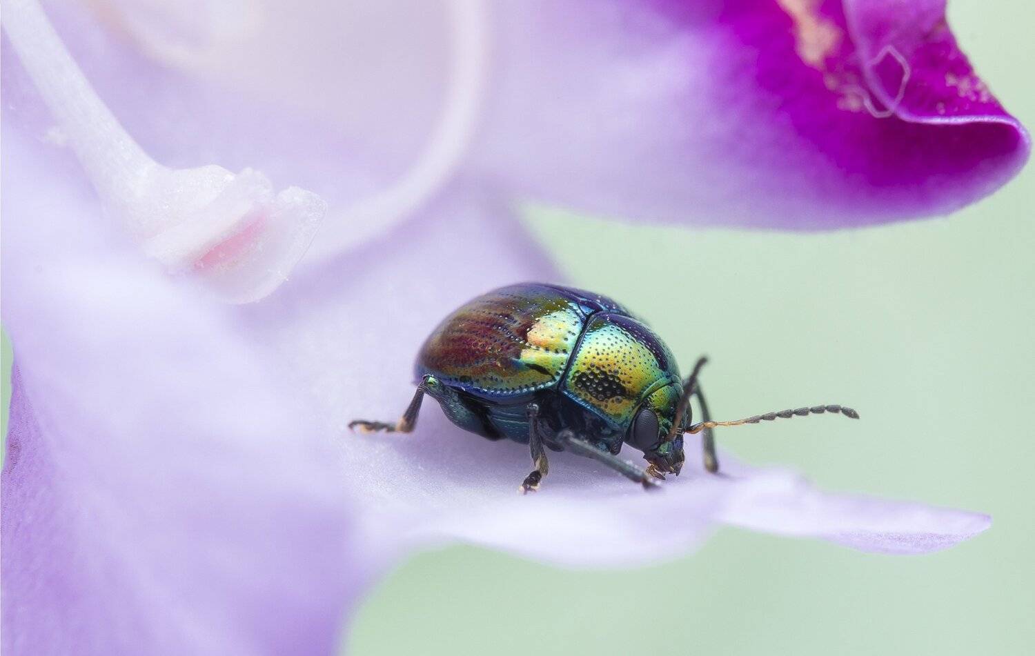 #macro#colors, Choo How Lim