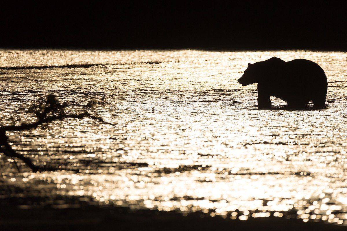 Камчатка, медведь, закат, природа, путешествие, россия, рыбалка, животные, Денис Будьков