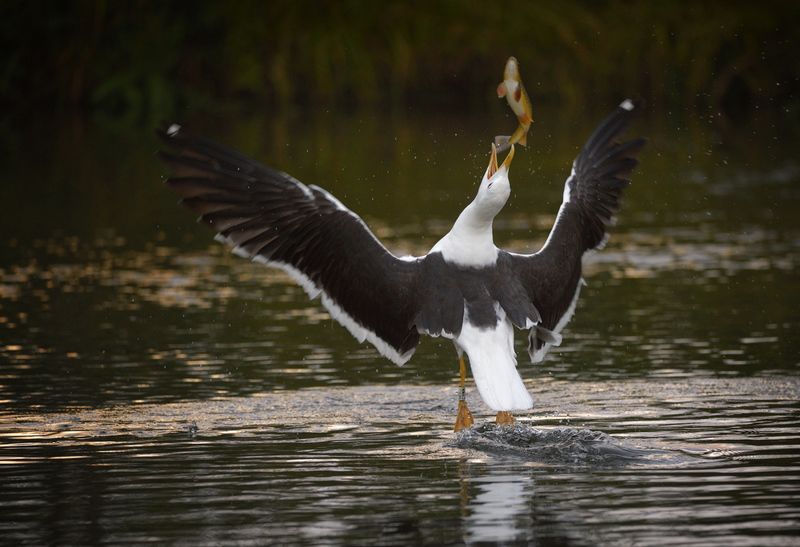 охота на летающих рыб фото превью