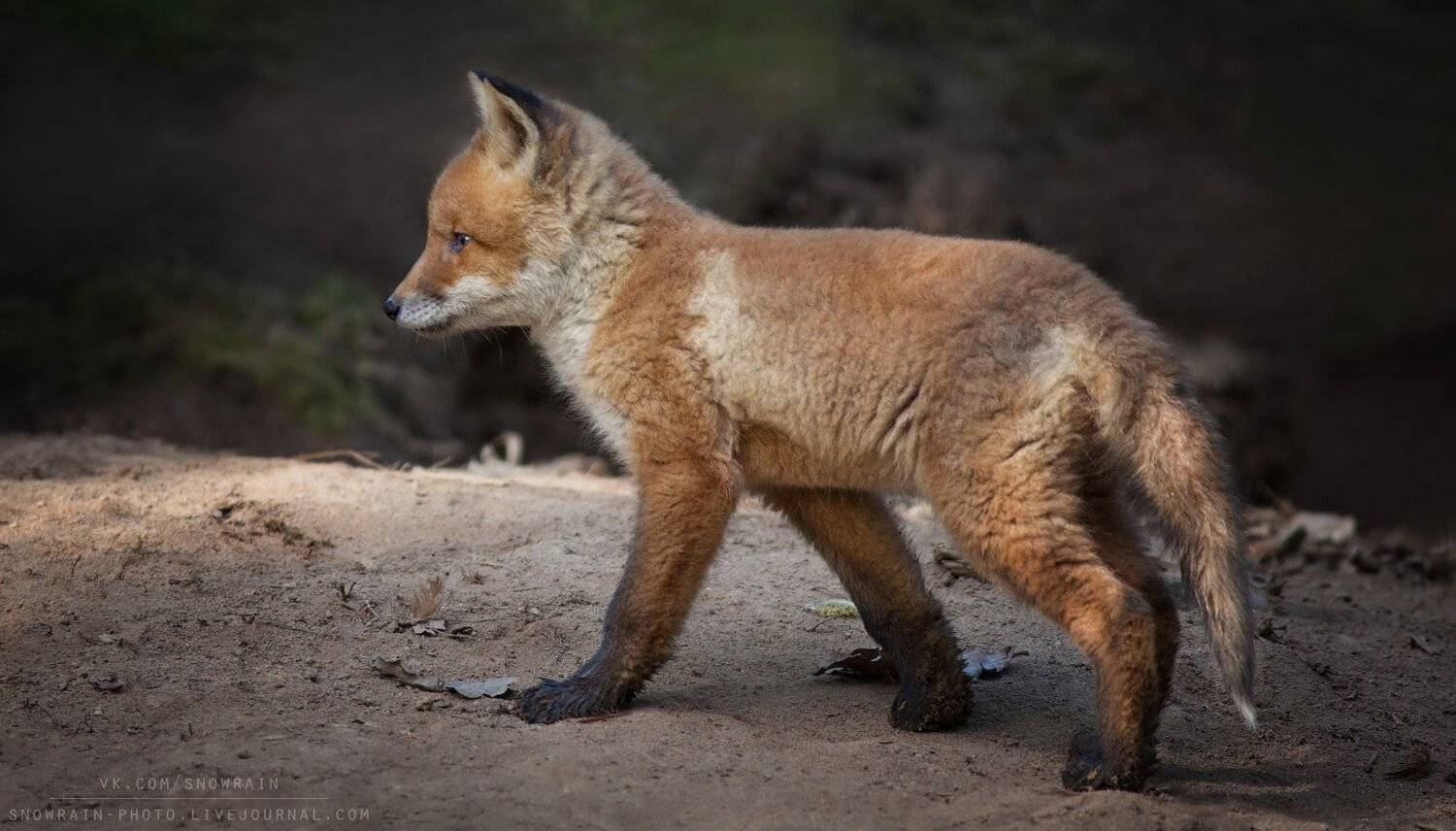 лиса, фотоохота, анималистика, дикая природа, природа, лес, животные, nature, wildlife, fox, animal, wildlifephoto, Snowrain