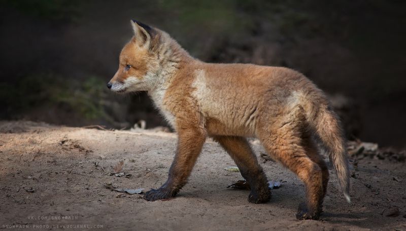 лиса, фотоохота, анималистика, дикая природа, природа, лес, животные, nature, wildlife, fox, animal, wildlifephoto Лисенок фото превью
