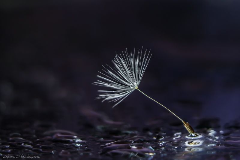 *** фото превью