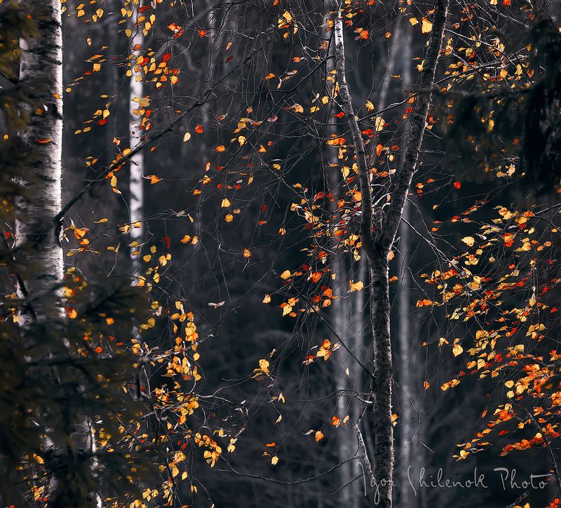 Разбросала осень краски фото превью