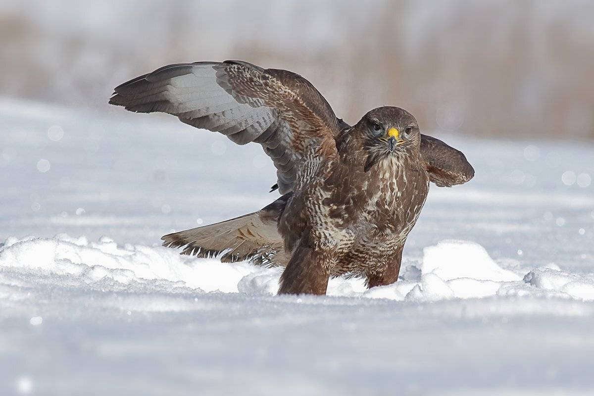 , Георги Славов