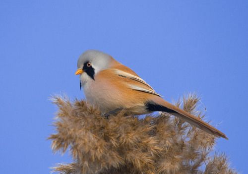 Усатые синицы