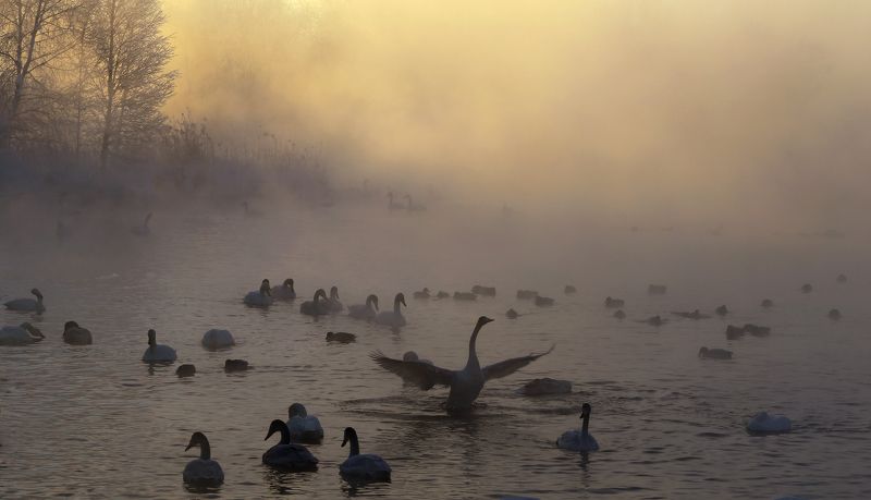 Лебединое озеро фото превью