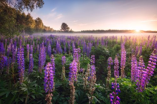 Lupine sunrise...