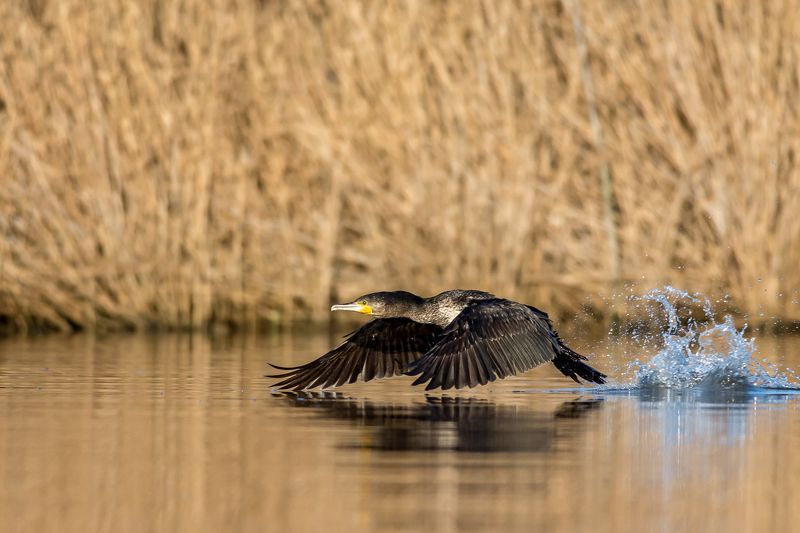 animal,portrait,bird,wildlife,water,wings,water,black,orange,lake, низко на воде фото превью