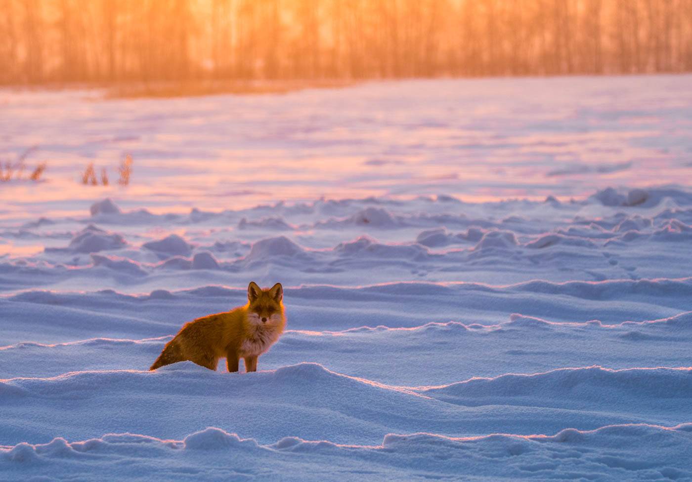 Сибирь, 2018, лиса, животные, снег, зима, Дмитрий Дубиковский