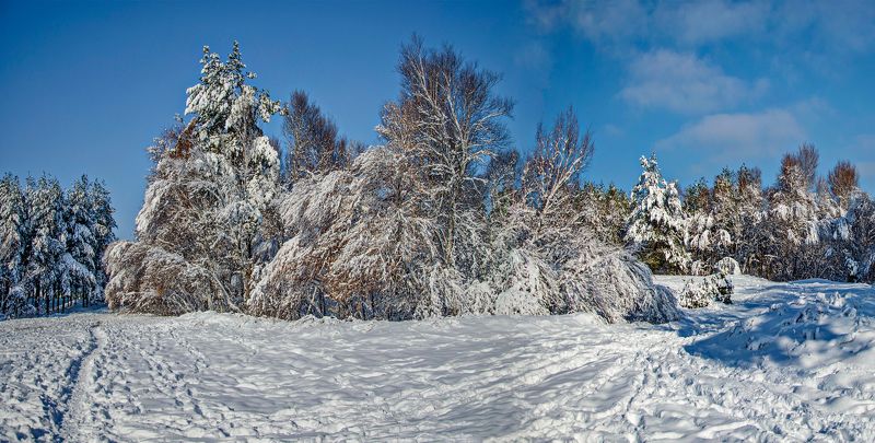 зима. снег, лес Зимние зарисовки фото превью