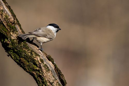 marsh tit