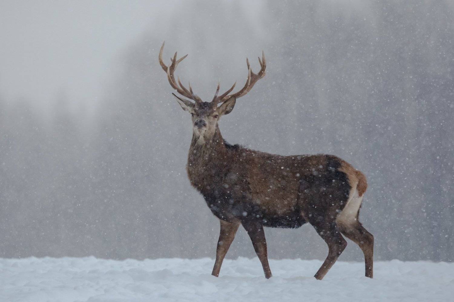 , Андрей Шимчук