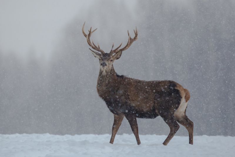 В снегопад. фото превью