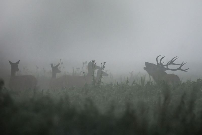 W krainie cieni. фото превью