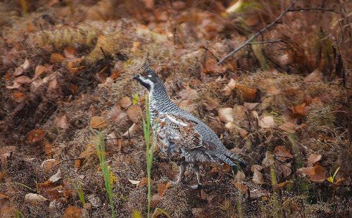 Рябчик,мастер маскировки