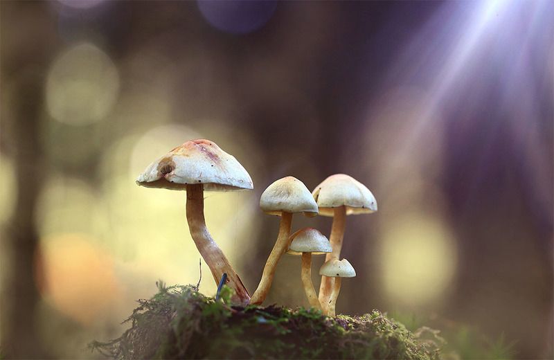 Грибы,лес,осень,солнце,свет,луч. В лучах софитов. фото превью