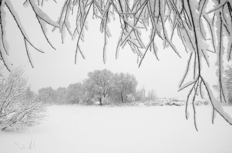чб, чёрно-белое фото, зимний пейзаж, зимняя сказка, ветви, ветки, снег, москва река, николина гора, зима, январь, 2018 год, белый, графика, русская зима Русская зима фото превью