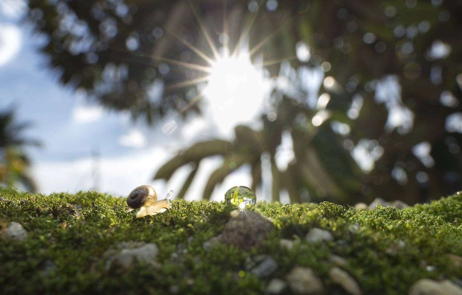 #macro#snail#waterdroplet#sunlight, Choo How Lim