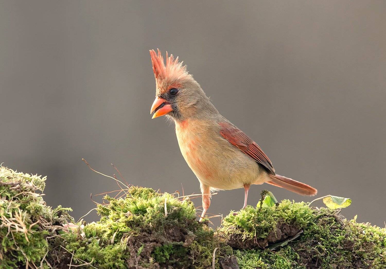 красный кардинал, northern cardinal, cardinal,кардинал, Elizabeth Etkind