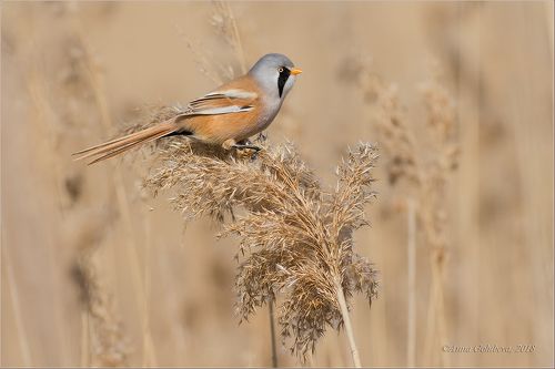 Усатая синица