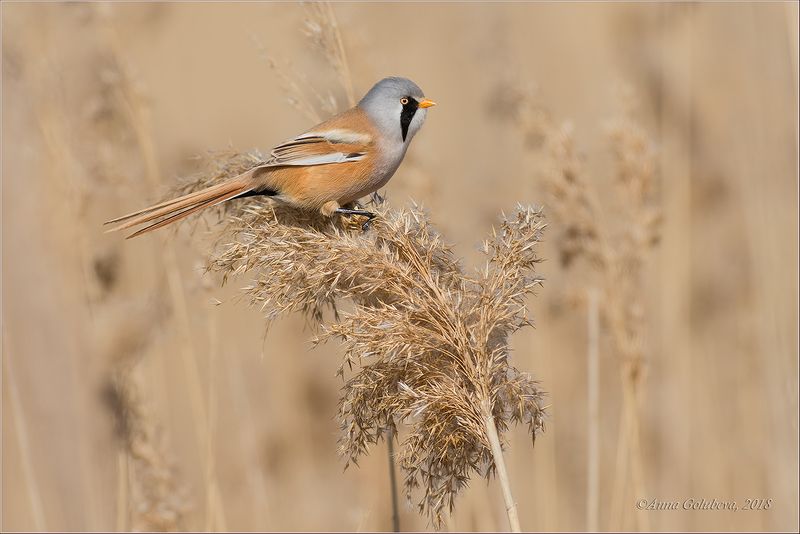 птицы, природа, синица усатая, panurus biarmicus, весна, март, 2017, краснодарский край Усатая синица фото превью