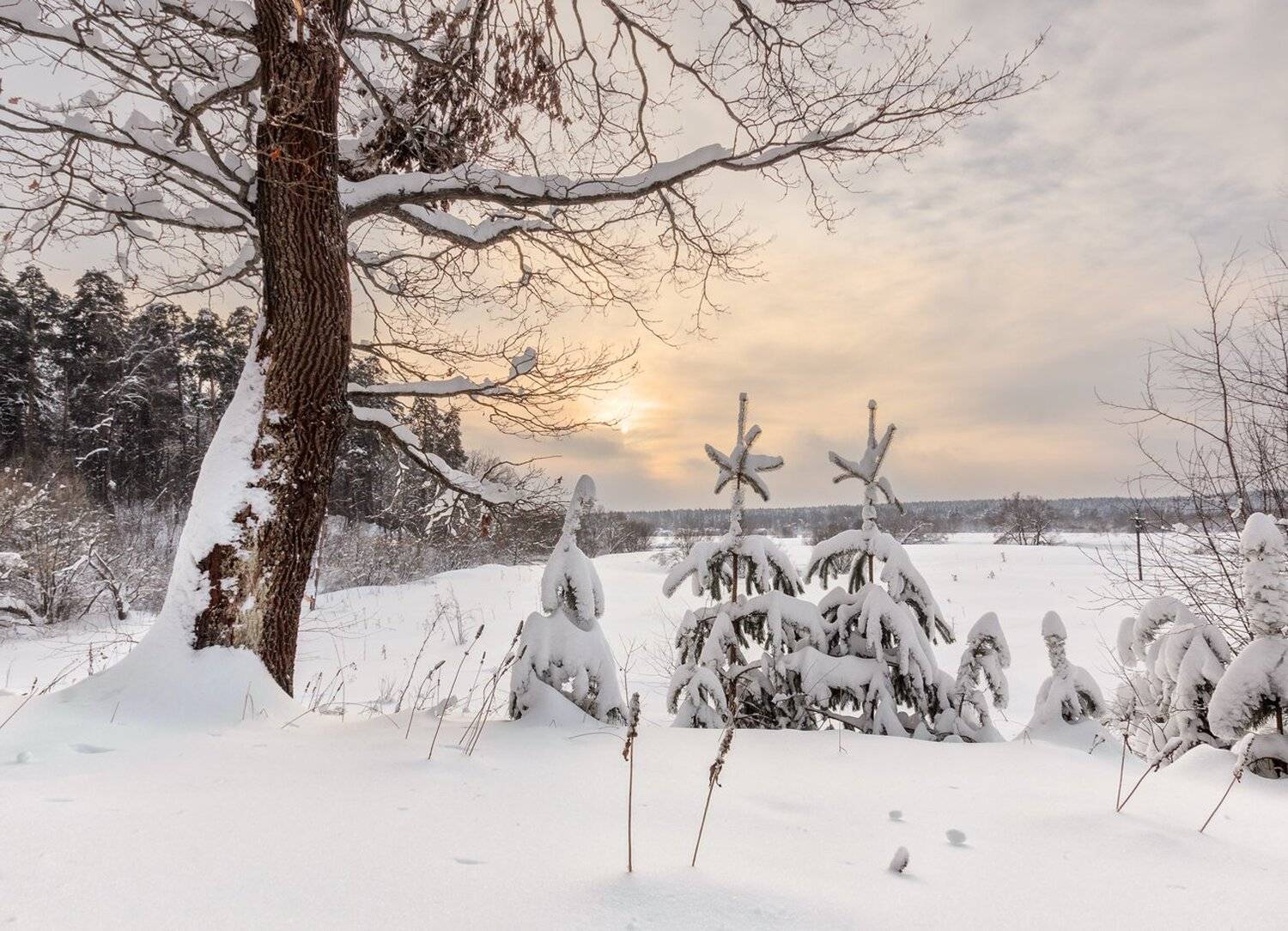 , Николай Андреев