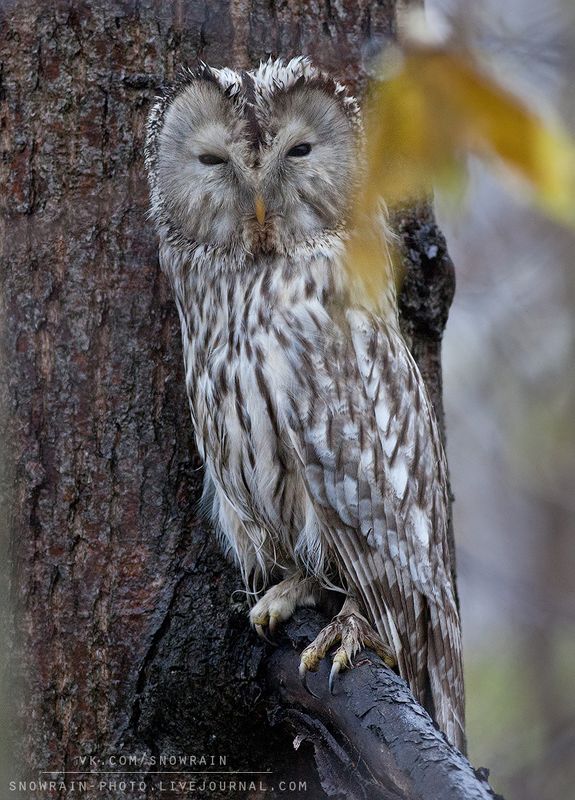 owl, wildlife, wildlife photography, анималистика, сова, фотоохота, birds, nature, птицы Длиннохвостая неясыть фото превью